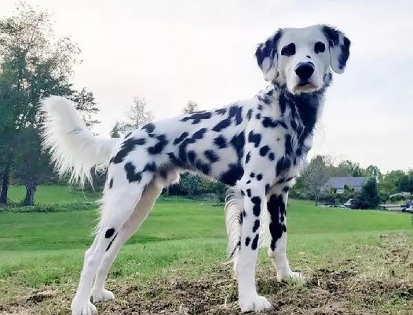 Long-Haired Dalmatians