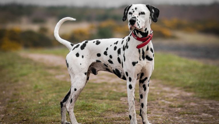 temperament of dalmatian dogs