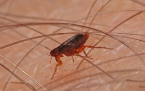 dangers of having fleas